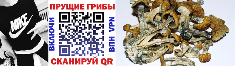 Галлюциногенные грибы Cubensis Яранск